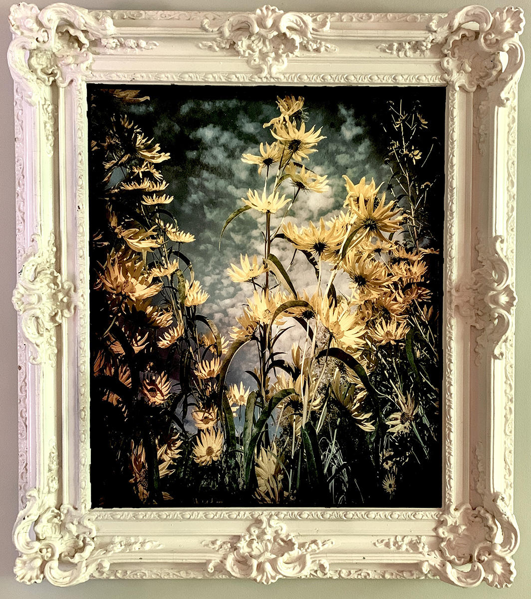 Sawtooth Sunflowers
42h x 38 w
archival pigment print
vintage Baroque frame