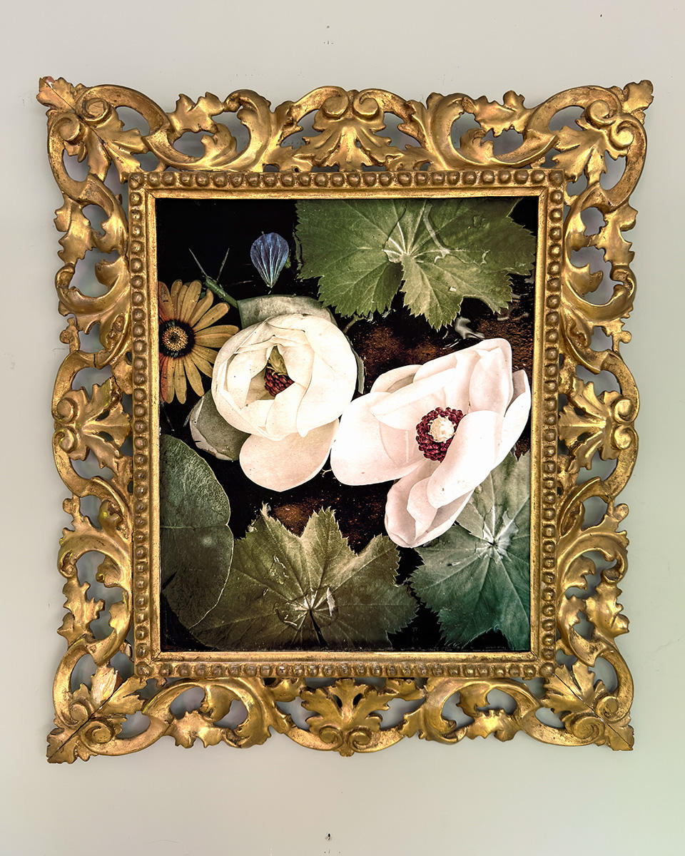 Peony
19h x 17w
archival pigment print
Rococo vintage frame