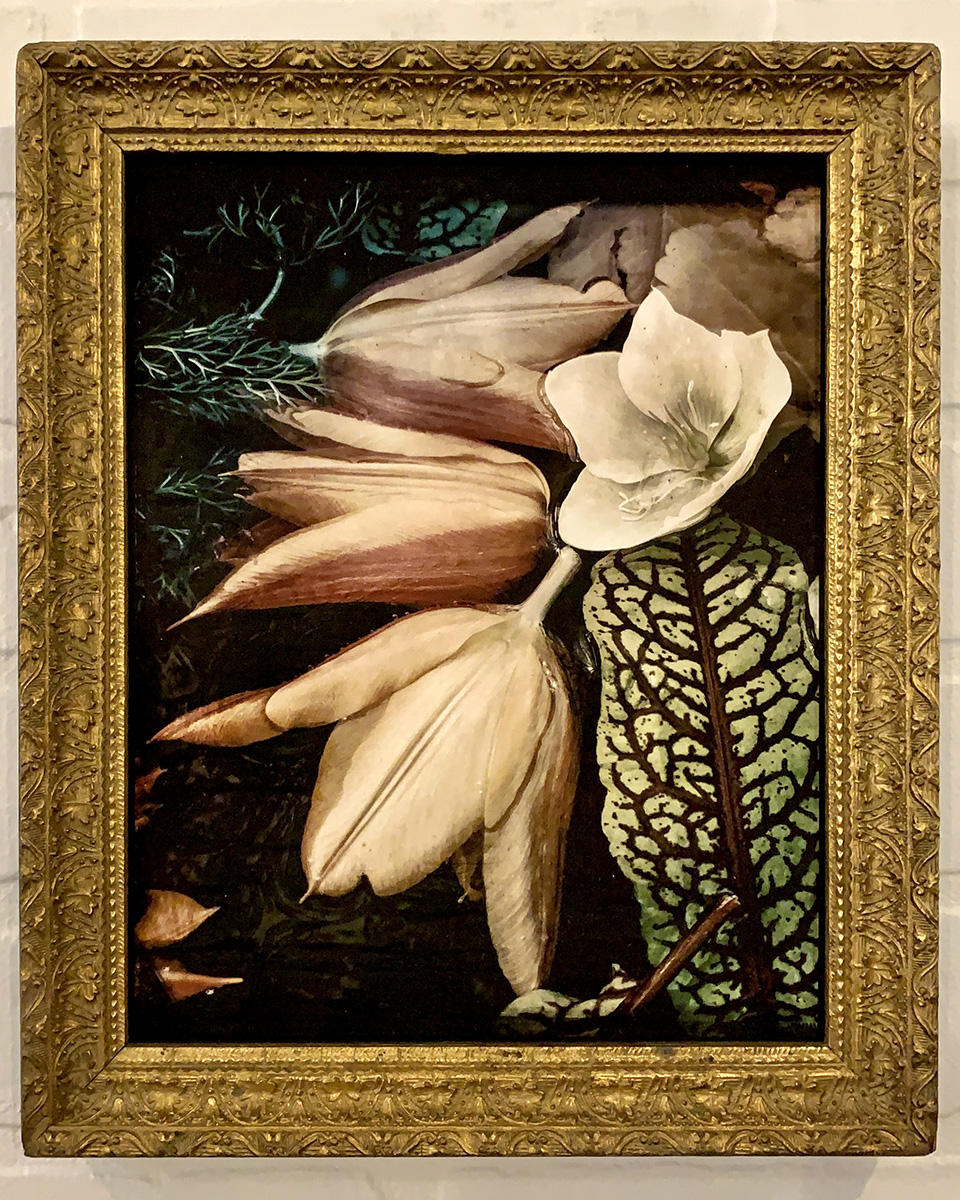 Tulips
17 1/2 h X 14 1/2 w
archival pigment print
vintage frame