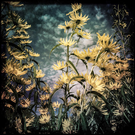 Daisies
24 x 24 archival pigment print