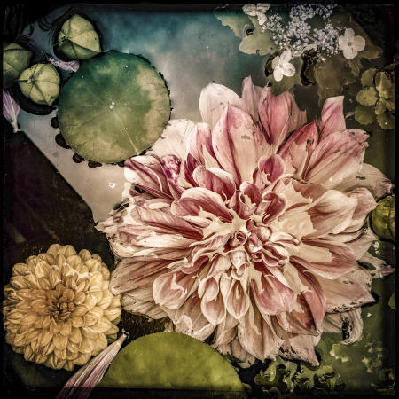Dahlia
24x24 archival pigment print