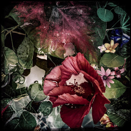 Hibiscus
24x24 archival pigment print
