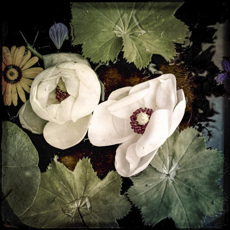 Peony
12 x12 archival pigment print