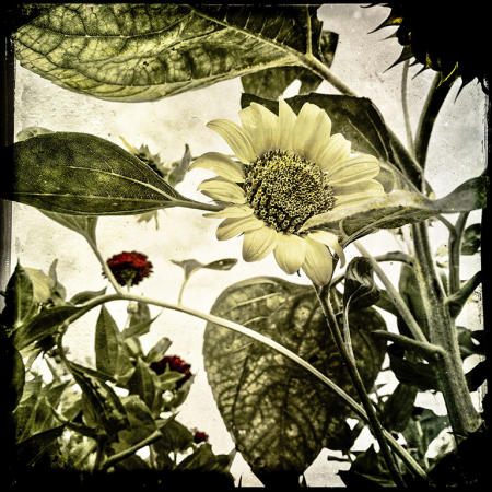 Sunflower
12 x 12 archival pigment print