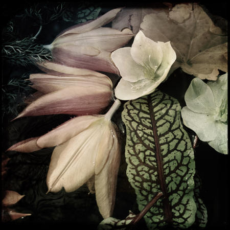 Tulips
12 x 12 archival pigment print