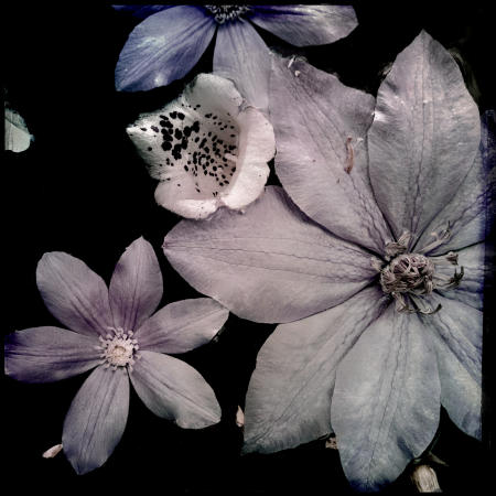 Clematis
12 x12 archival pigment print