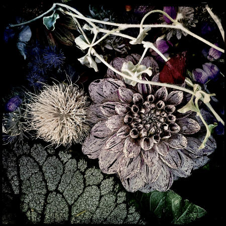 Dahlia 2
12 x12 archival pigment print