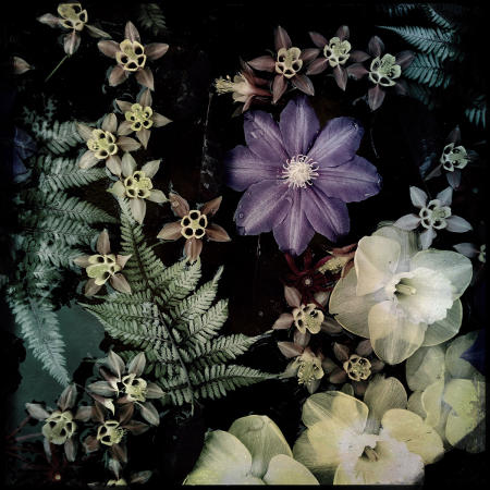 Narcissus
12 x 12 archival pigment print