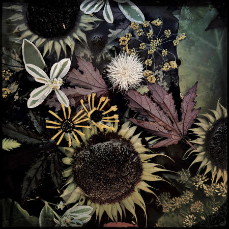 Sunflowers
12 x 12 archival pigment print