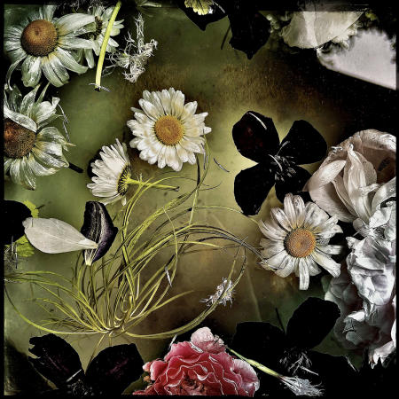 Daisy Float
12 x 12 archival pigment print