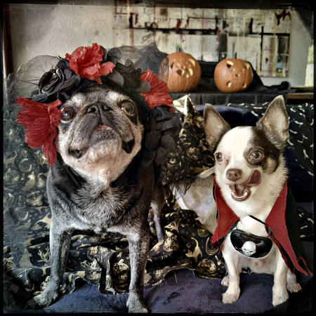 The Count and Madame