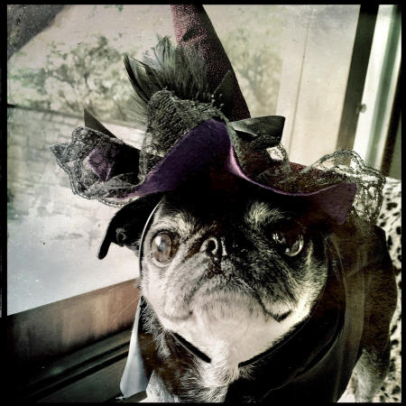 Pug millinery