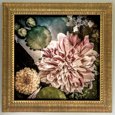 Dahlia
24 x 24
Archival pigment print
vintage wood frame